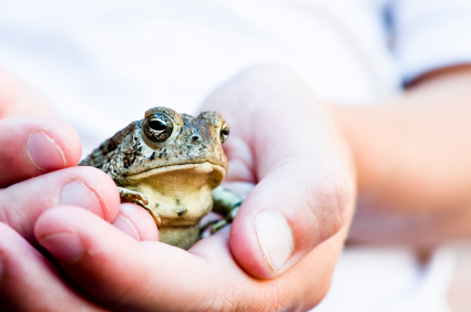 hands holding frog