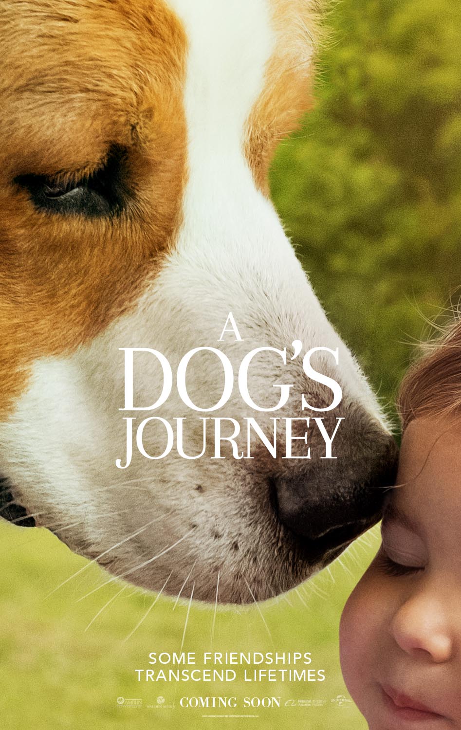 dog's journey