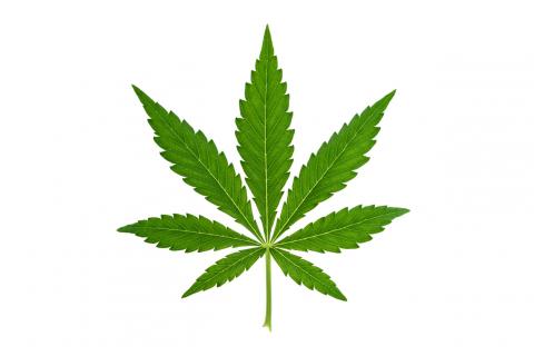 marijuana leaf