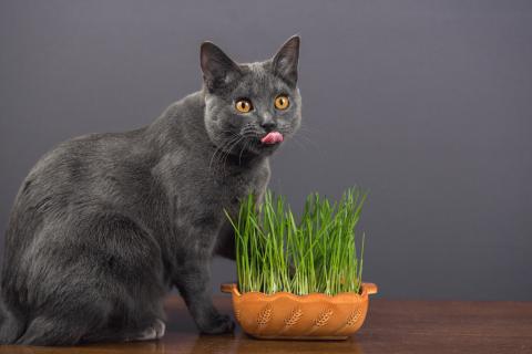 Cat Grass