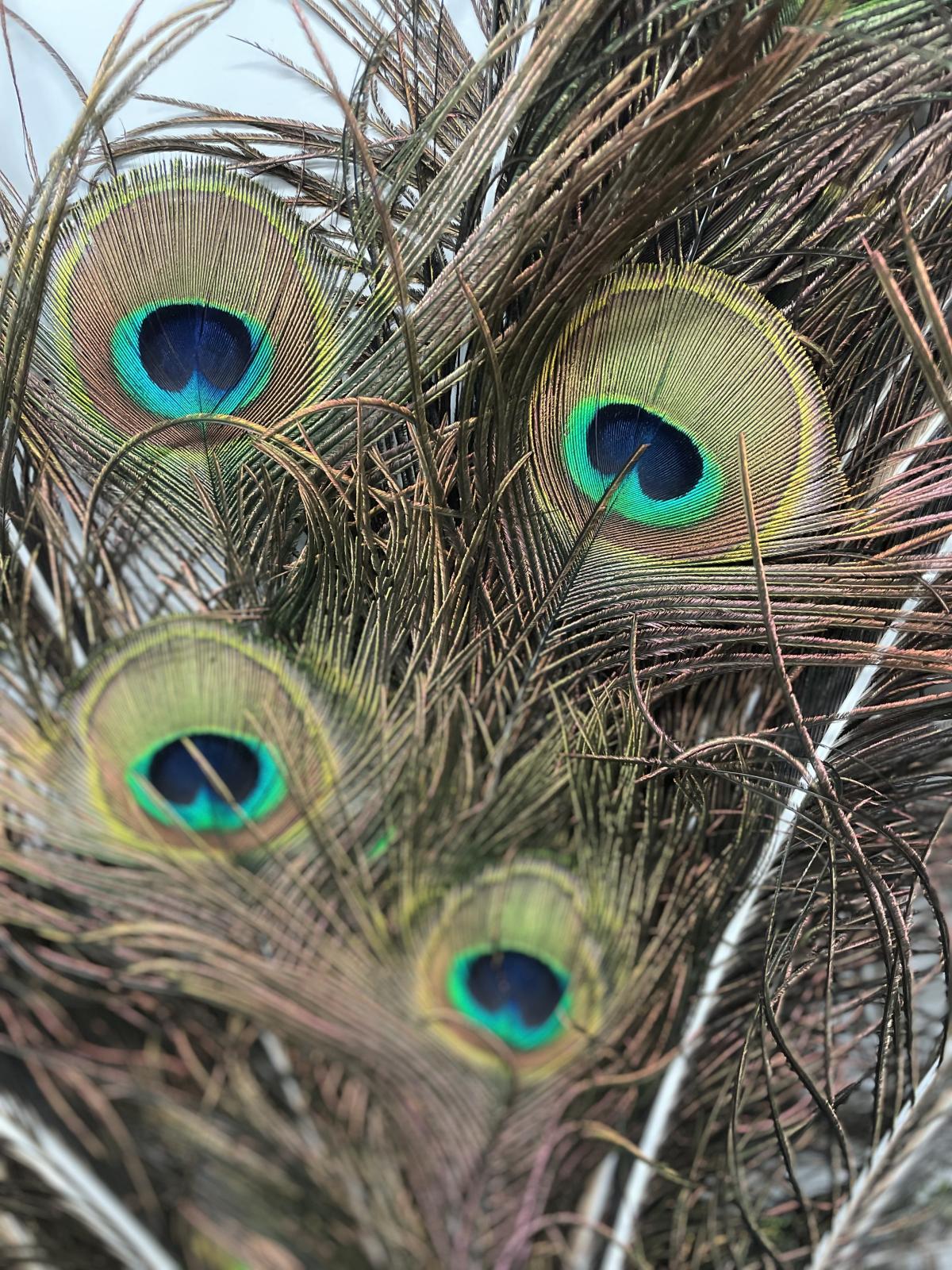 Peacock Feathers