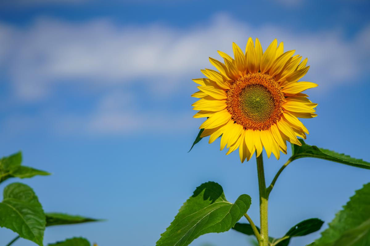 Sunflower